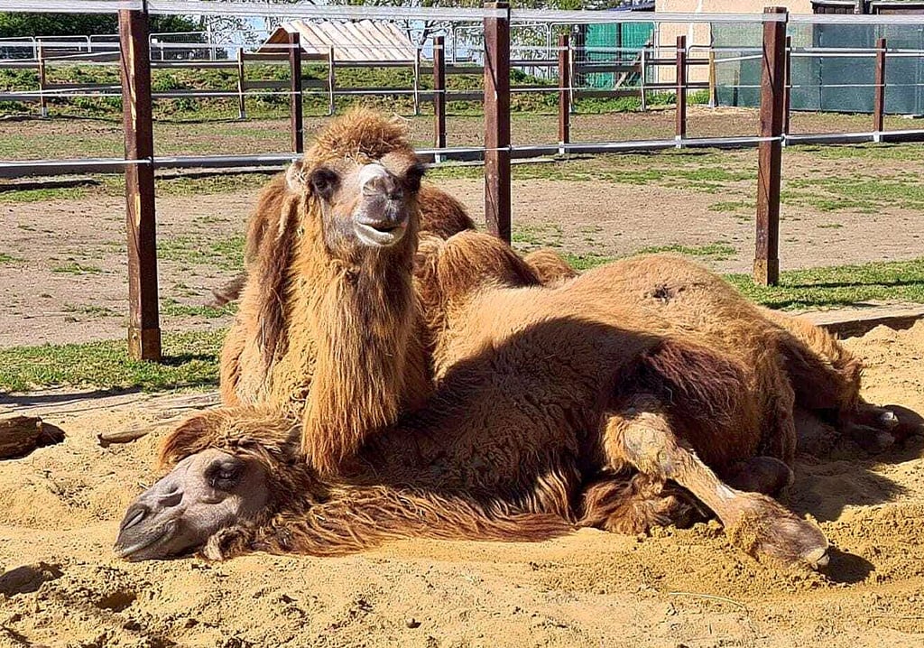 Auf dem Kamelhof in Hettstedt leben neben drei Kamelen auch Alpakas, Ponys und ein Esel. Familie Meuter hat den Hof Anfang 2020 eröffnet.
