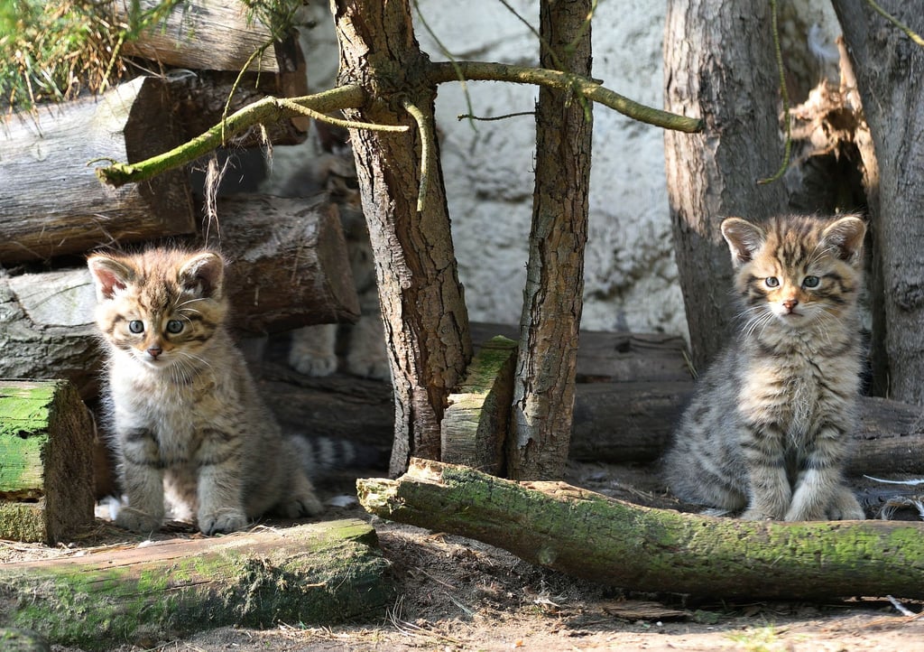 Im Zoo in Nordhorn sind zwei kleine Wildkatzen seit ein paar Tagen zu beobachten.