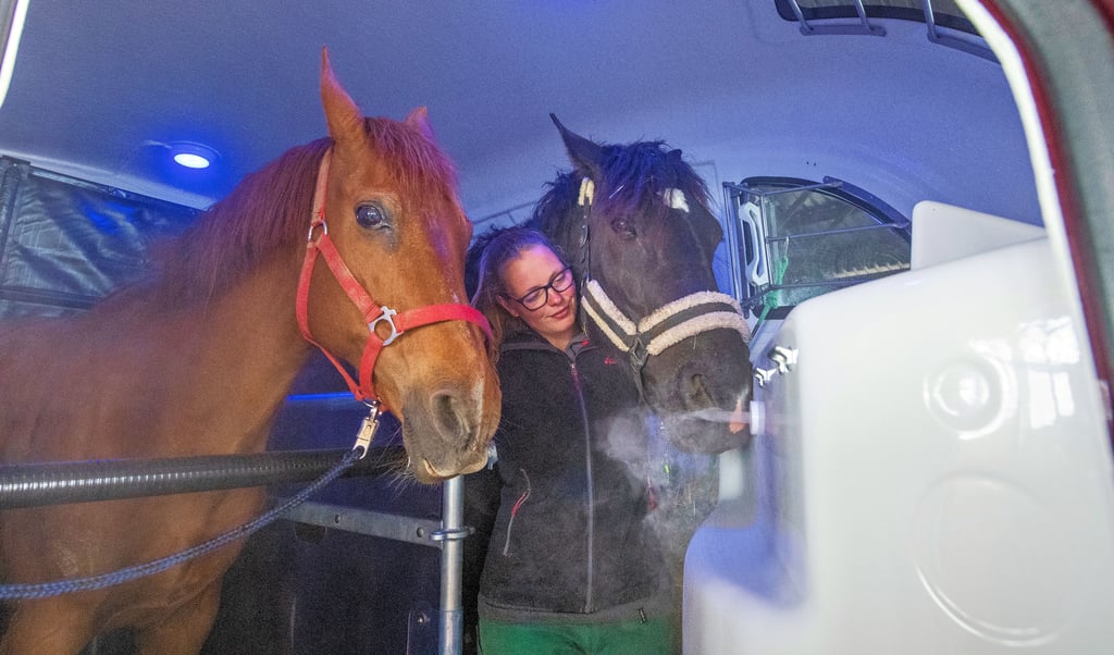 Im Soledampf: Porschi (l.) und die Hannoveraner-Stute Talka mit Isabell Schalling an ihrer Seite.