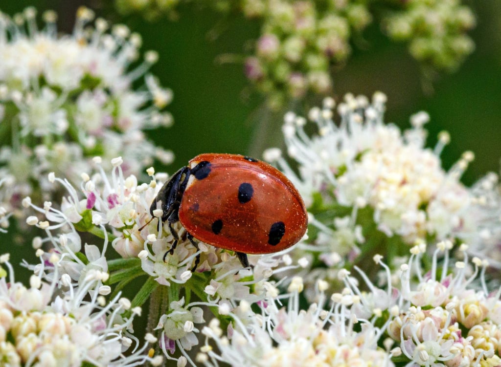Ein Marienkäfer krabbelt auf den Blüten des Wald-Engelwurz (Angelica sylvestris).