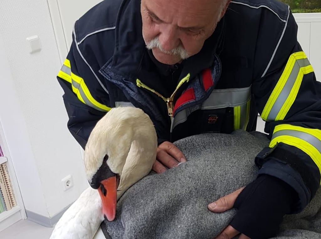 Günter Holuba von der Ilsenburger Feuerwehr betreute Schwan Paul im Wartezimmer der Tierarzt-Praxis.