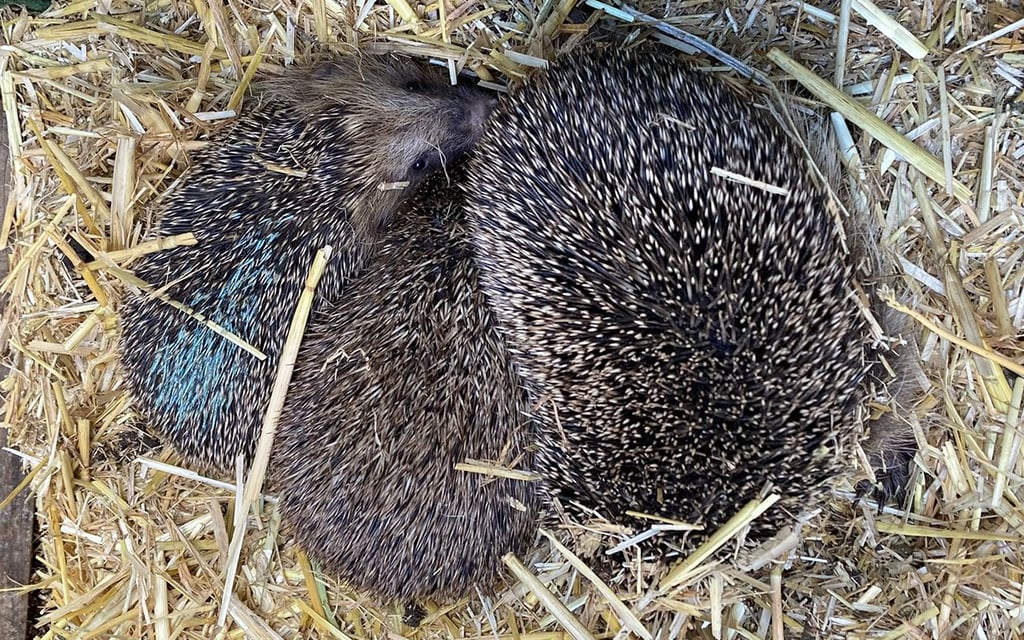 Ausgewildert werden sollen unter anderem diese drei.
