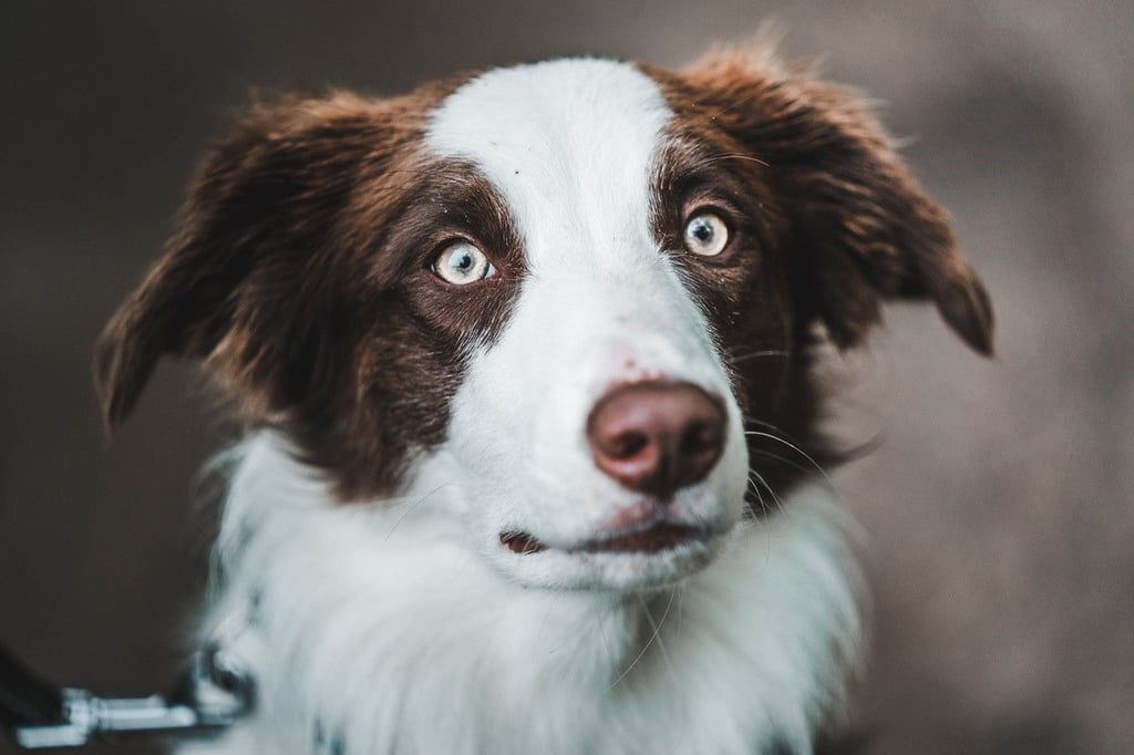 Border Collie Kevin ist auf Elekltronik spezialisiert und erschnüffelt Handys und USB-Sticks.