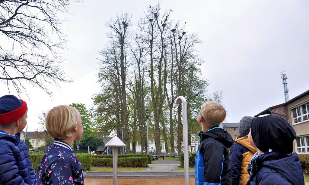 Kinder blicken auf Krähennester, die sich auf dem Gelände der ?Jenny Marx?-Kita befinden. Frühestens Anfang 2022 darf die Stadt etwas gegen die Vögel unternehmen. Vorausgesetzt, das Landesverwaltungsamt gibt die Erlaubnis.