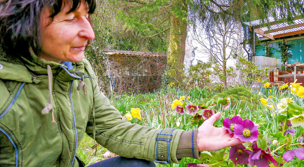 In dem blühenden Paradies von Anja Engler gedeihen neben Lenzrosen auch Narzissen. Die Hobbygärtnerin entdeckt immer Neues in ihrem Garten.