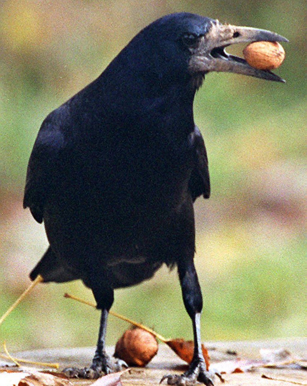 Saatkrähen sind clevere Vögel und richtige Plaudertaschen.