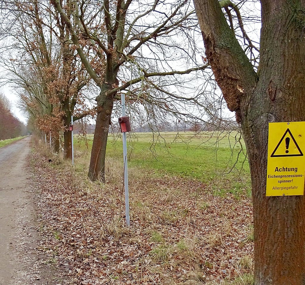 Helfen diese Nisthilfen für Kohlmeisen am Friedrichskanal bei der Bekämpfung des Eichenprozessionsspinners? Die Hansestadt Gardelegen, die Hochschule Anhalt und das Biosphärenreservat Drömling wollen es herausfinden.