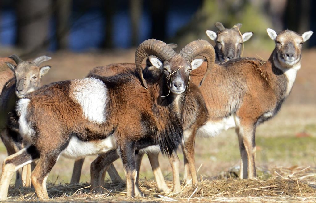 Mufflons sind leichte Beute für Wölfe. Symbolfoto: