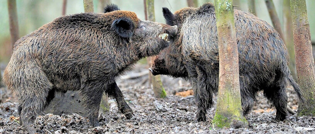 Zwei Wildschweine bei Rangkämpfen: Mit Hilfe der Pürzelprämie soll die Zahl der Schwarzkittel im Jerichower Land weiter reduziert werden.