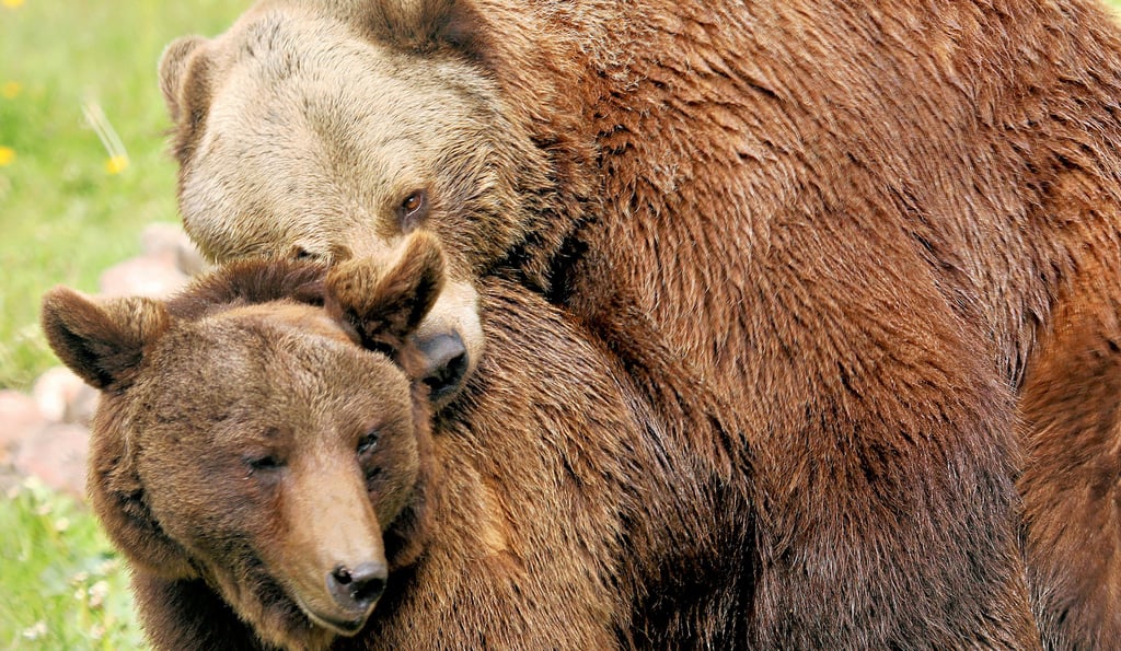 Im Juni 2012 kam Tapsi aus dem Klötzer Tierpark in den Bärenwald Müritz. Ihr Vater Bummi musste dort 2013 eingeschläfert werden. Zunächst war Tapsi sehr traurig. Doch seit Michal da ist, lebt sie auf. Die beiden Bären sind ein Herz und eine Seele, wobei Tapsi das Sagen hat.