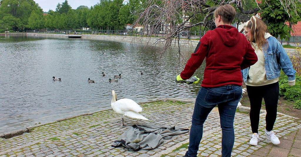 Katleen Behrens (links), die Wochenend-Diensthabende der Ilsenburger Stadtverwaltung, setzt gemeinsam mit ihrer Kollegin Victoria Jede Schwan „Paul“ an seinem Zuhause aus.