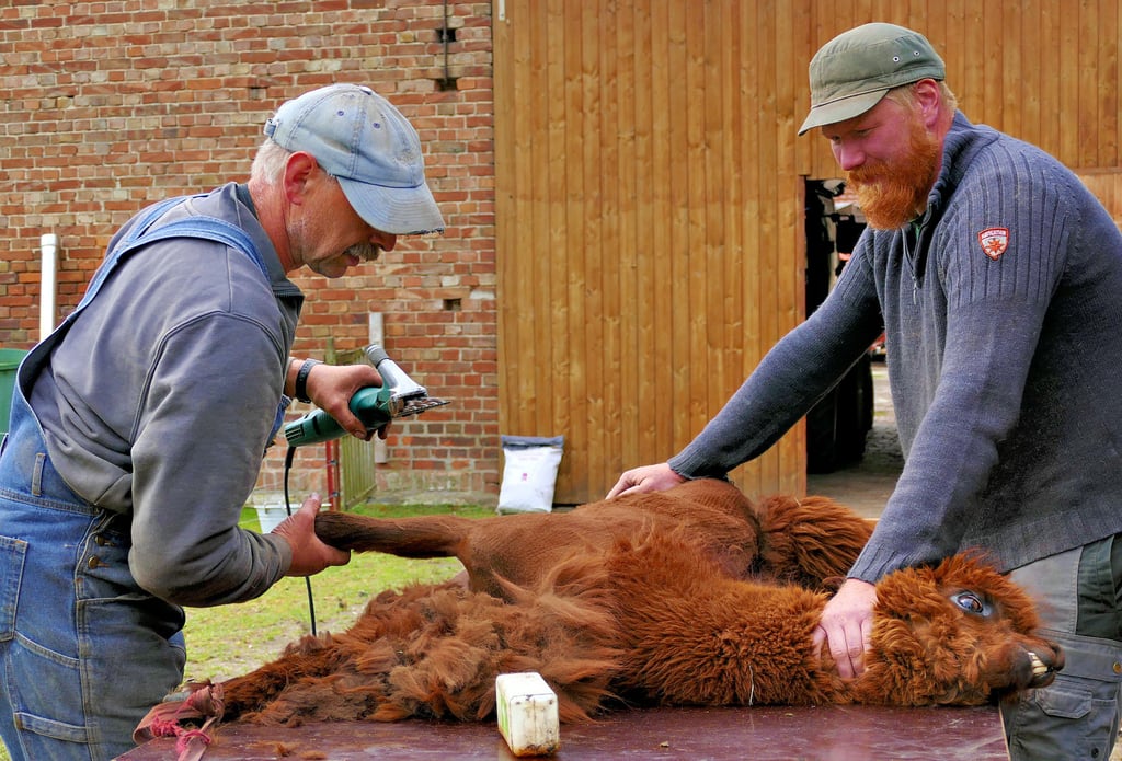 Schäfer Benjamin Reinhart (li.) und Peter Müller vom Heide-Alpaka Erlebishof verpassen Alpakahengst Igor seine Sommerfrisur. Besonderes haarig ist es, die Wolle von den kitzligen Tierbeinen zu scheren.