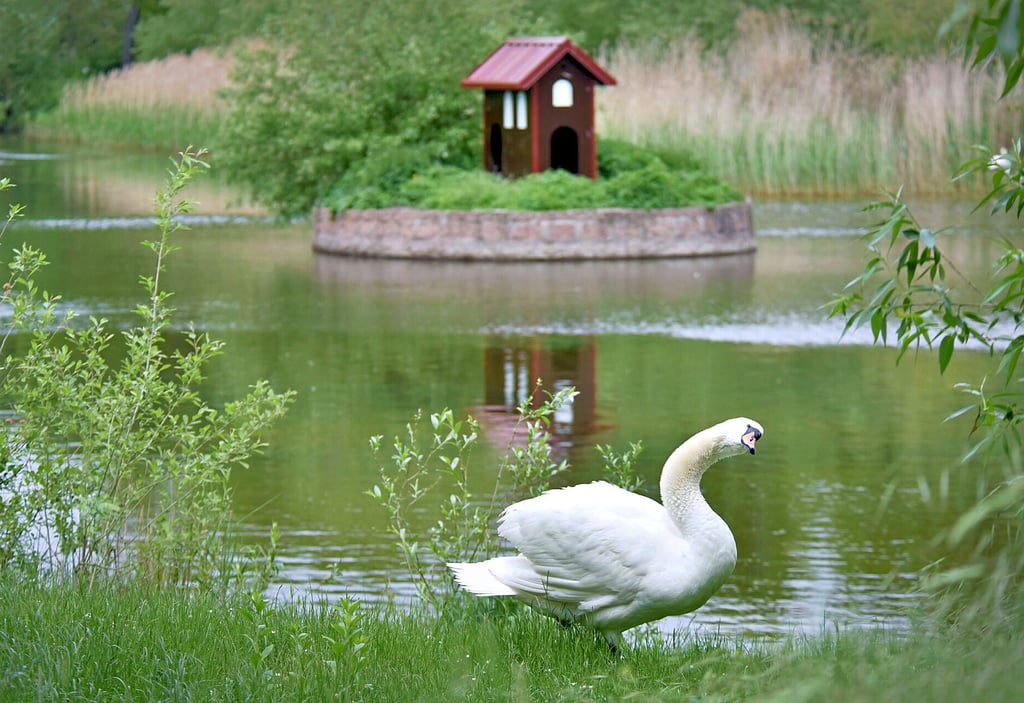 Bei der Sanierung des Innenstadtrings sollen die Wallstraßen so erneuert werden, dass das Oberflächenwasser in den Großen Teich fließen kann.