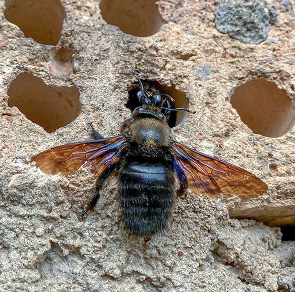 Die seltene blaue Holzbiene lebt in der Lehmwand der alten Scheune.