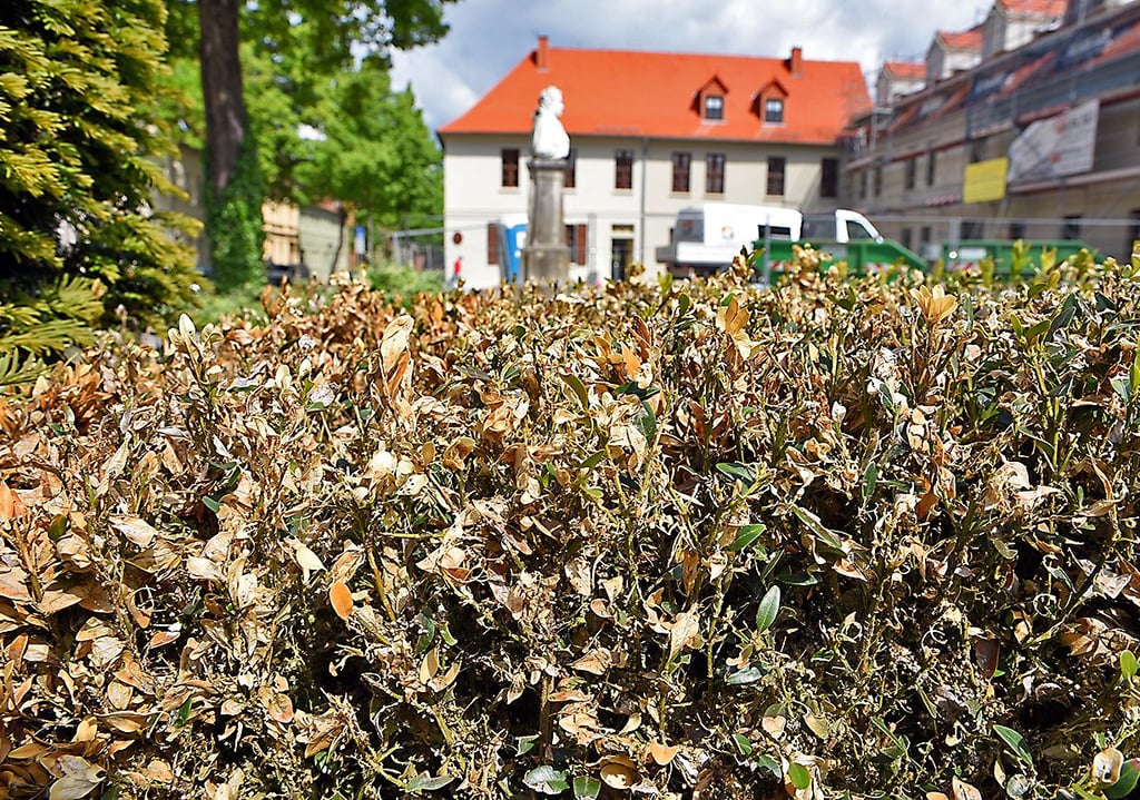 Die Buchsbäume am Bachplatz in Köthen sind nicht nur vom Buchsbaumzünsler befallen. Auch eine Pilzerkrankung setzt ihnen zu.