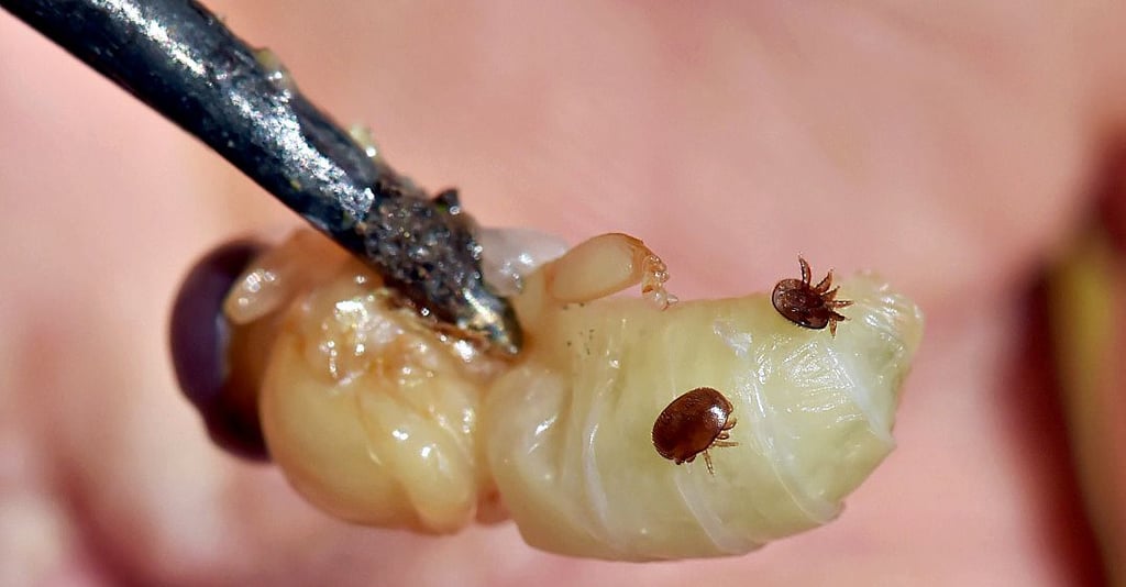 Eine Drohnenbrut von Bienen, auf der sich zwei winzige Varroamilben befinden.