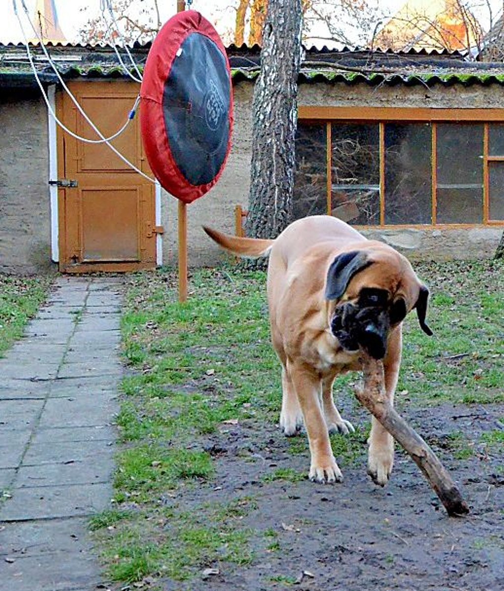 Hündin „Wilma“ ist ziemlich verspielt und tobt sich im Garten aus.