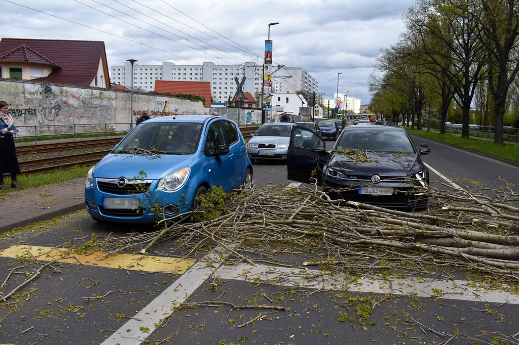 Bei einem Sturm fiel in Magdeburg ein Baum auf zwei Autos.