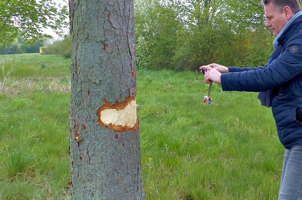 Auch eine 35 Jahre alte Kastanie wurde mutwillig beschädigt.