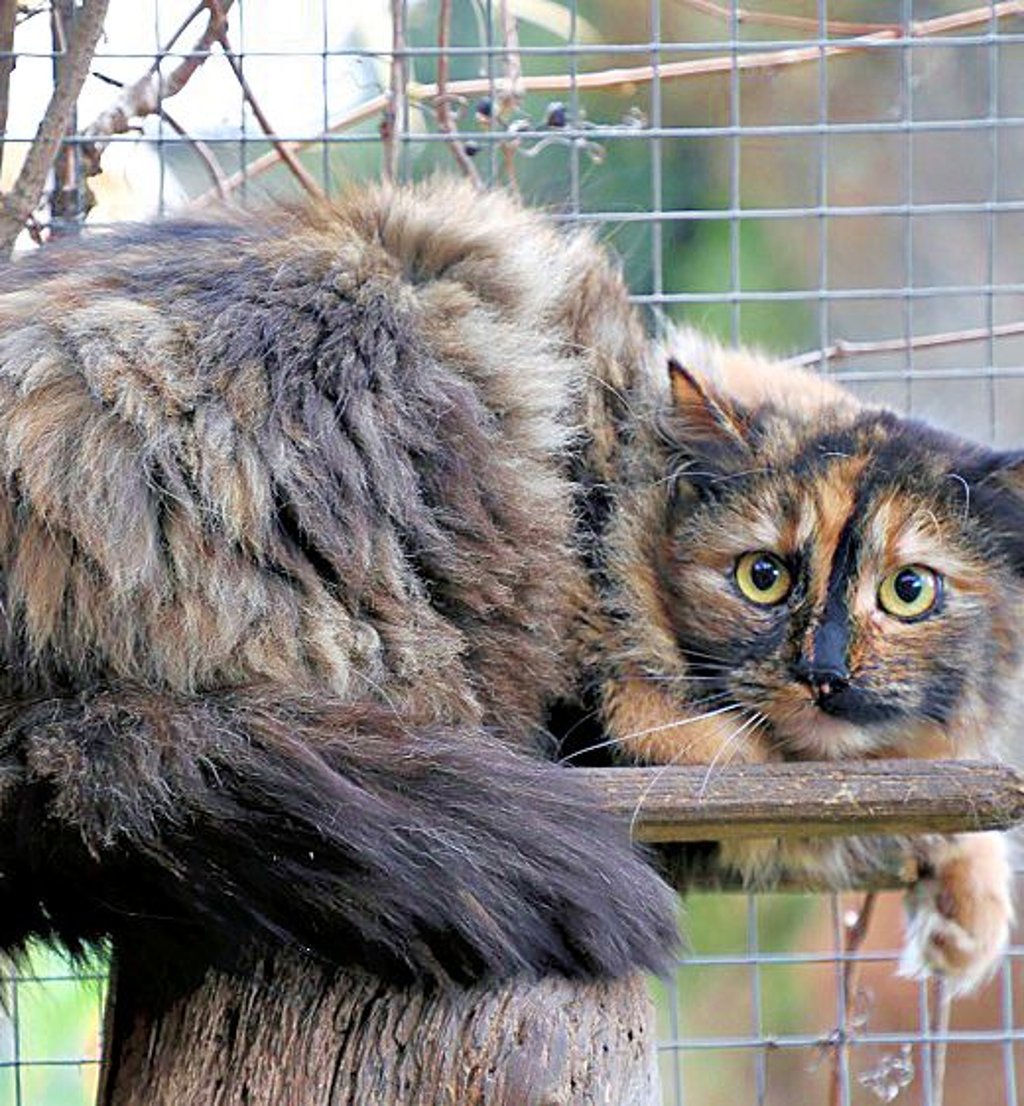 Die scheue Main-Coon-Dame Hexe, die im Halberstädter Katzenhaus lebt, sucht ein liebevolles Zuhause.