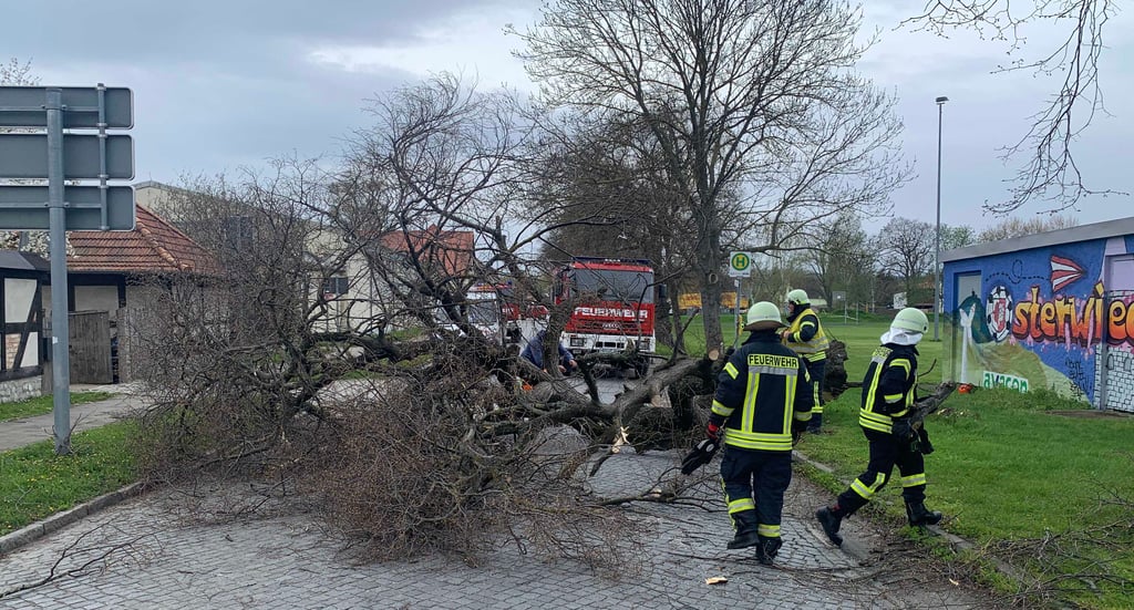 Sturmschaden am Anger in Osterwieck