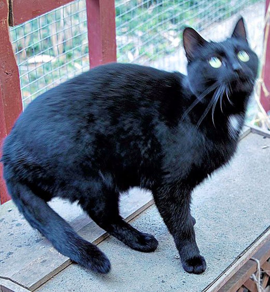 Kater Mohrchenaus der Halberstädter Fundtierunterkunft ist ziemlich neugierig.