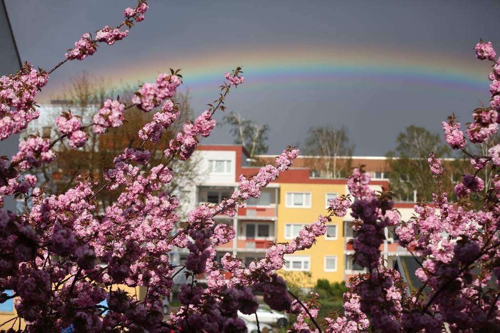 Regenbogen über der Schönebecker Kirschblüte, 4. Mai 2021