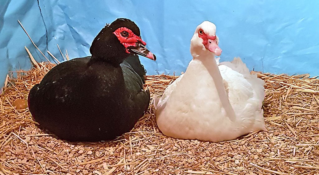 Struppi (l.) und Elli sind seit vergangenem Jahr ein Paar.