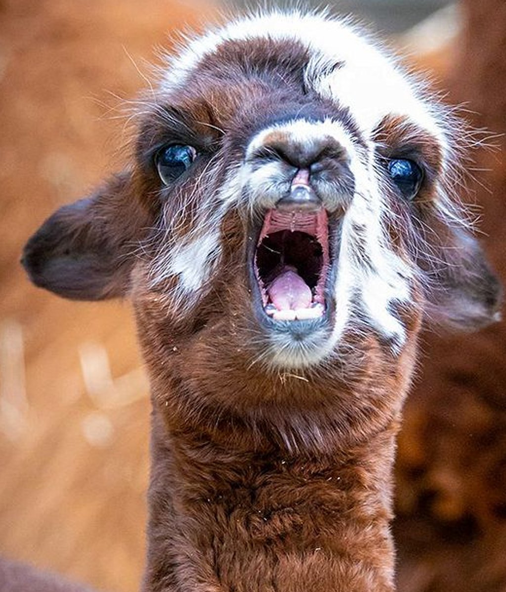 Wie soll dieses erst wenige Wochen alte Alpaka-Baby heißen? Das haben Volksstimme-Leser entschieden.