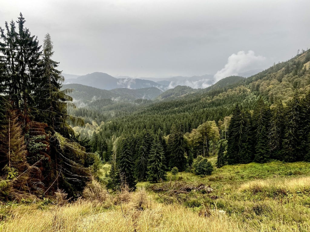 Der Nationalpark Kalkalpen bietet wilde Natur und ist daher die Heimat vieler seltener Pflanzen- und Tierarten.