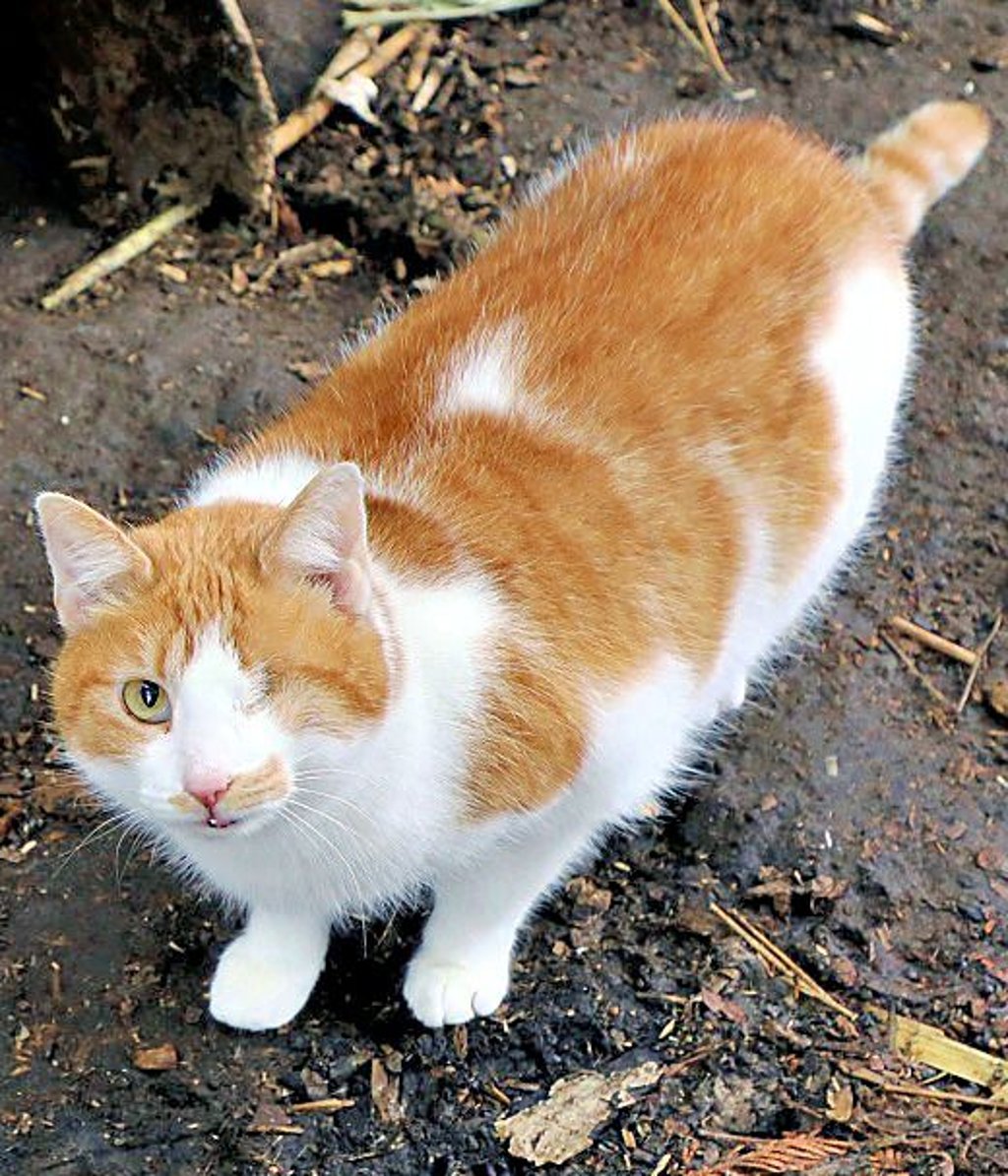 Die verschmuste Lissy ist eine Fundkatze, die derzeit im Halberstädter Katzenhaus betreut wird.