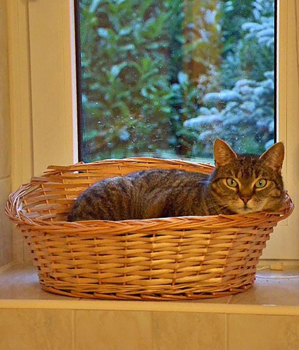 Katze „Tigger“ hat ihren Wohlfühlplatz am Badfenster gefunden.