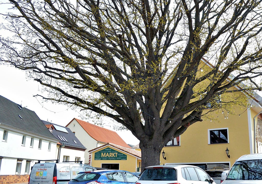 Die alte Eiche in Cochstedt. Der Gebäudekomplex dahinter wird von einem privaten Investor seit längerer Zeit im großen Stil um- und ausgebaut. Dort sind schon ein Café entstanden und ein Laden.
