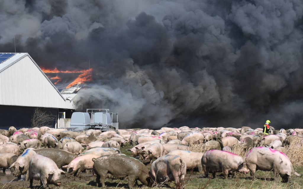 In Alt Tellin sind bei einem Brand einer Schweineanlage der LFD-Holding fast 60 000 Tiere verendet. Die Tonnen Kadaver wurden mittlerweile beseitigt. Auch hinterm Ferkelaufzuchtbetrieb Wasmerslage bei Osterburg steht die LFD Holding.