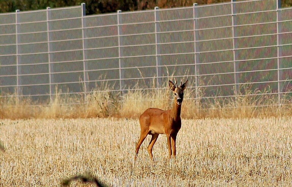 Vor allem Rehwild ist in den Fluren des Nordharzes anzutreffen. In der Brut- und Setzzeit bis Mitte Juli sind Hunde in der Natur zum Schutz der Wildtiere anzuleinen.
