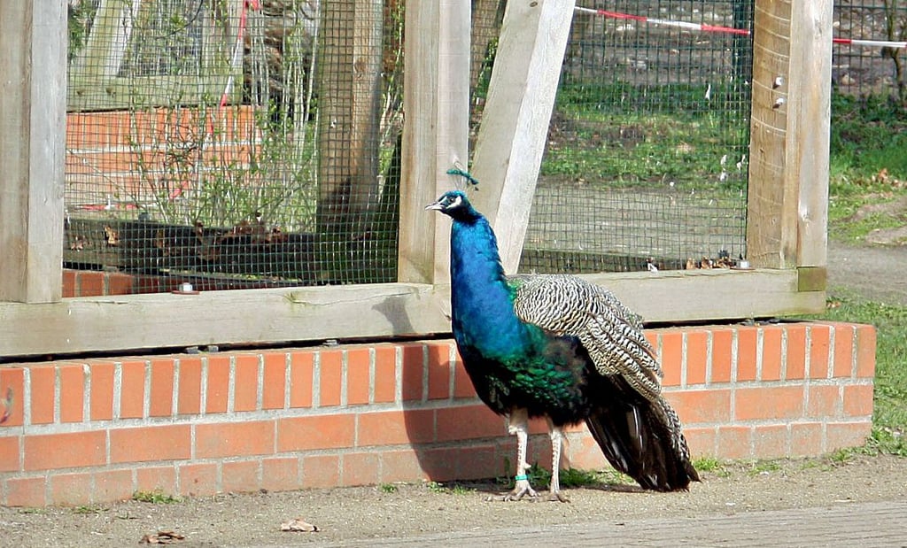 Im Wildpark Weißewarte schaut derzeit oft nur noch der Pfau in die Gehege. Besucher gibt es nur noch wenige.