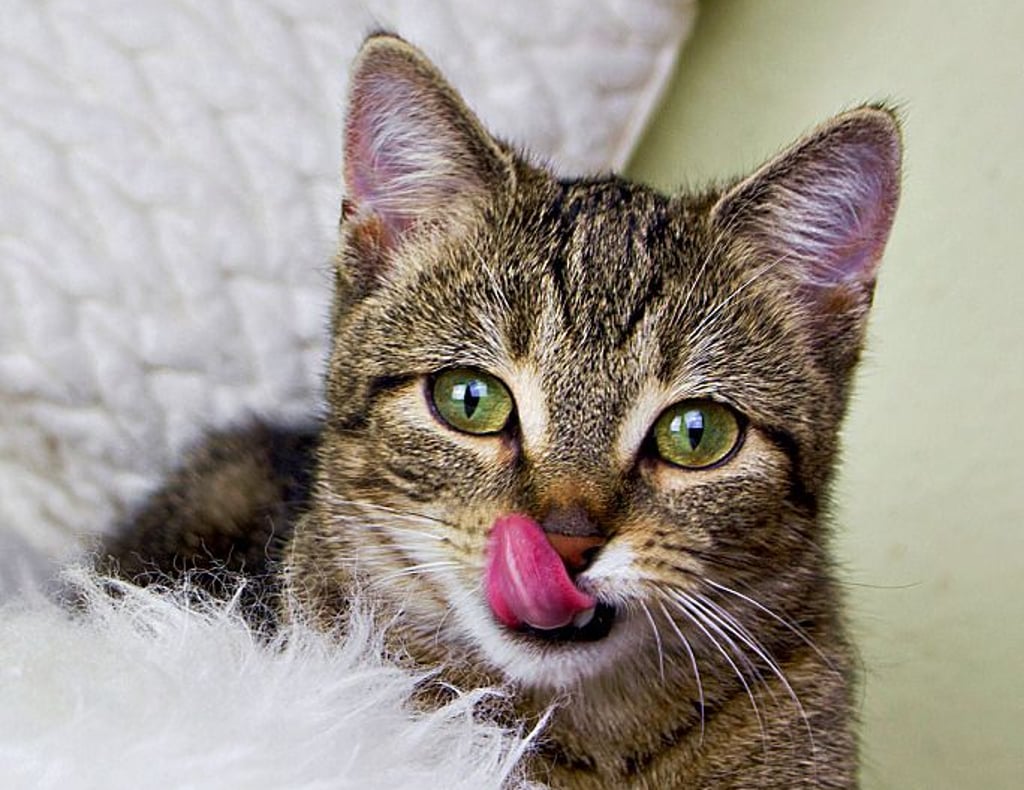Hauskatze Coco hat ihren vierten Geburtstag nicht erlebt. Das Tier wohnte erst seit gut einem Jahr in Stapelburg und wurde grausam enthauptet.