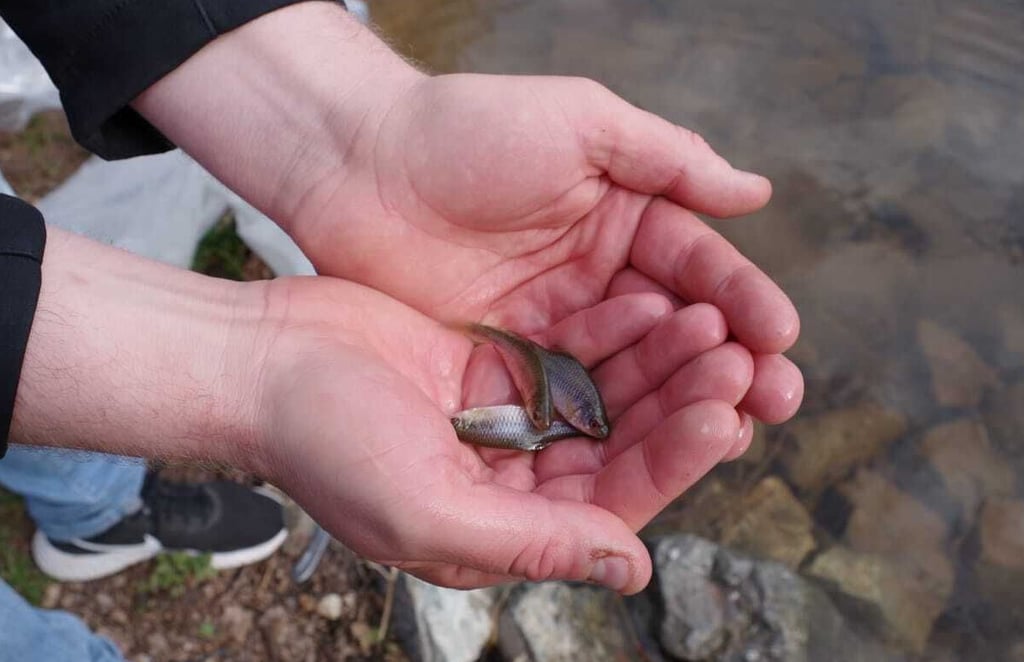 Fühlen sich diese Fischlein im Teich wohl, spricht das für die gute Wasserqualität des Gewässers.