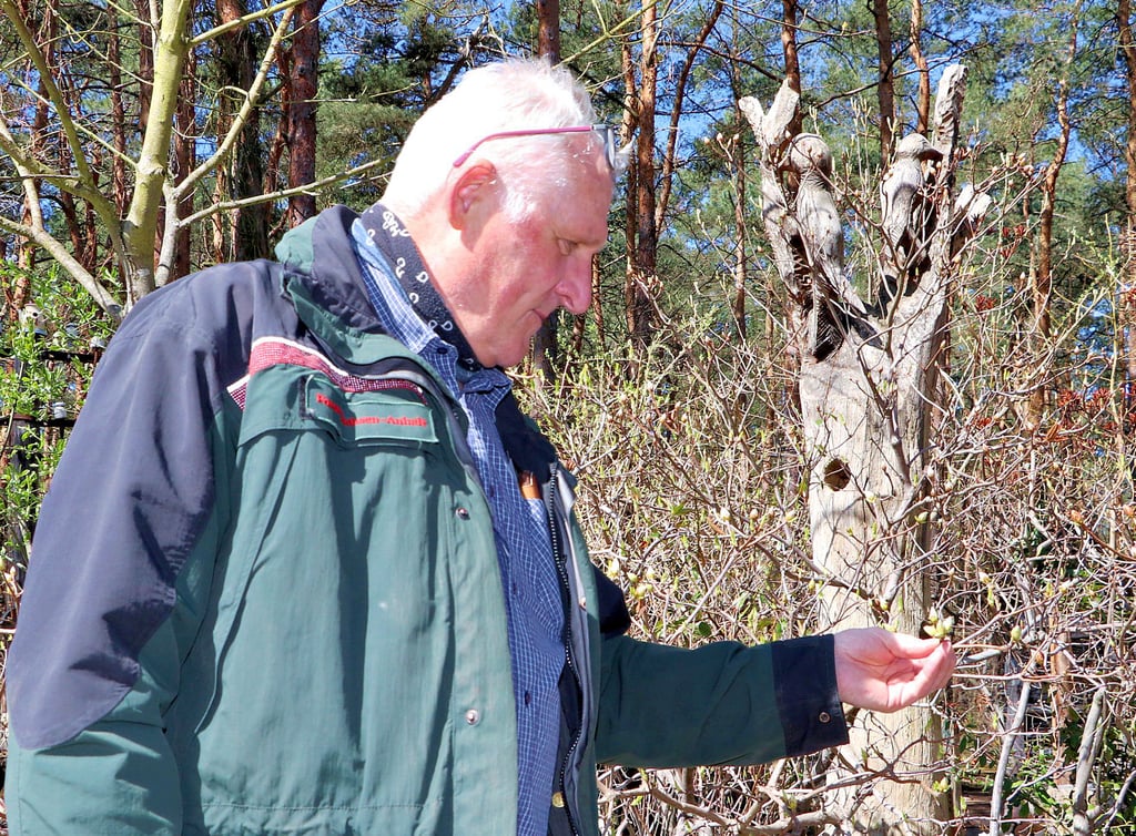 Detlef Schulze schaut auf die Knospen eines Azaleenbuschs. Bis sich hier Blüten zeigen, wird es noch dauern.