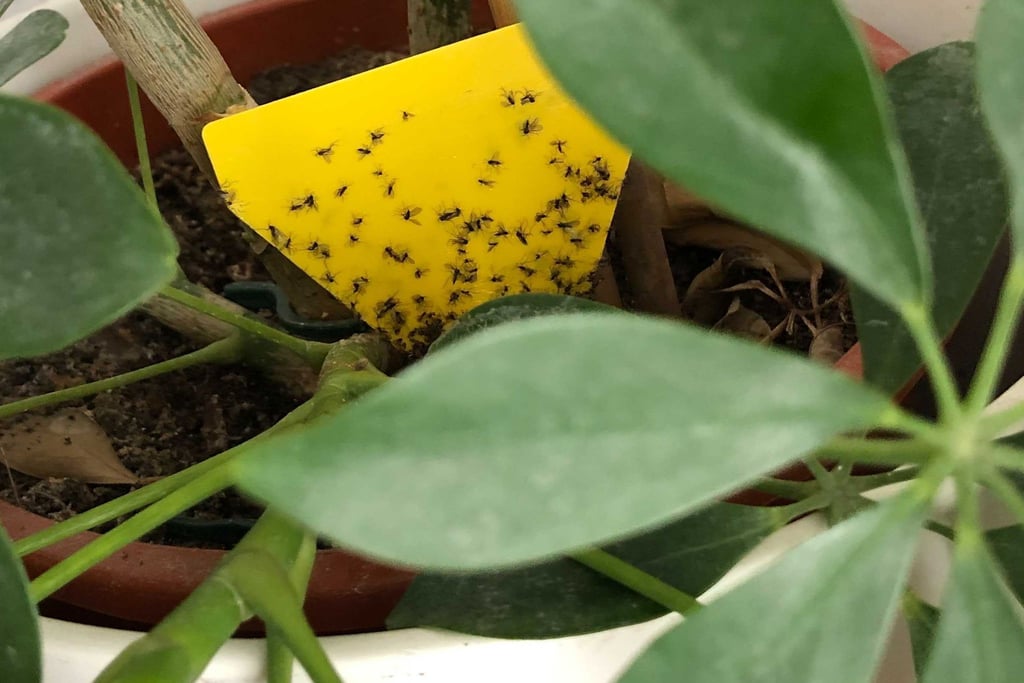 Wenn Ihre Zimmerpflanze befallen ist, können Sie mit Gelbstickern die Trauermücken fangen.
