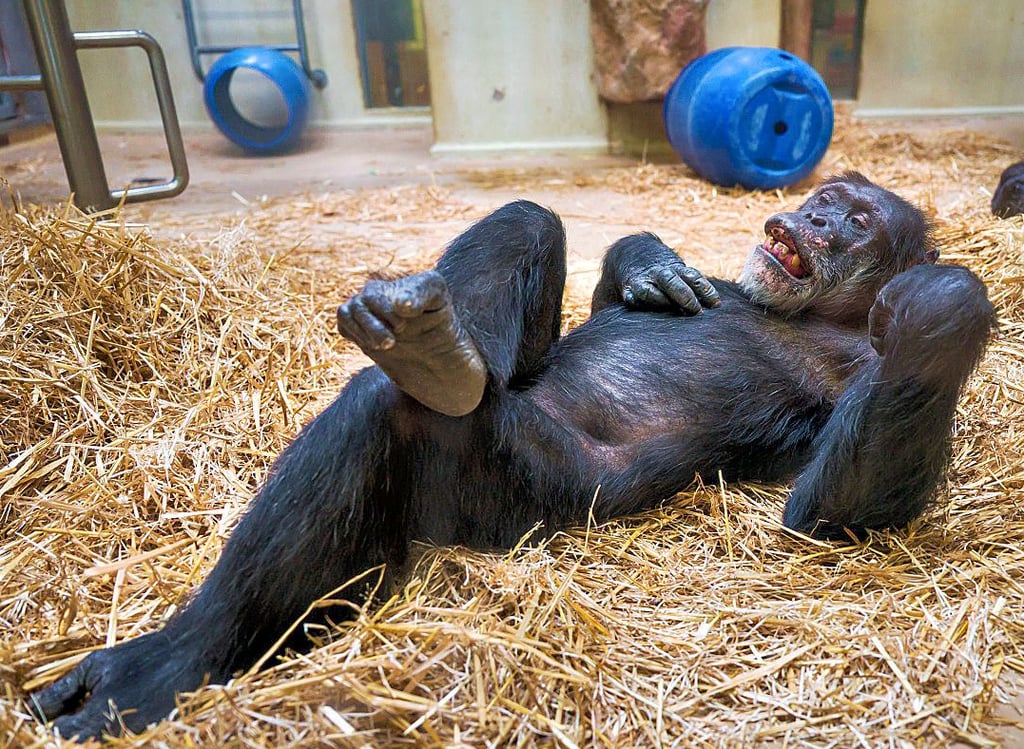 Schimpanse Jonny genießt seine neue Chefrolle im Affenhaus des Zoos in Saarbrücken – trotz seiner inzwischen 60 Jahre.