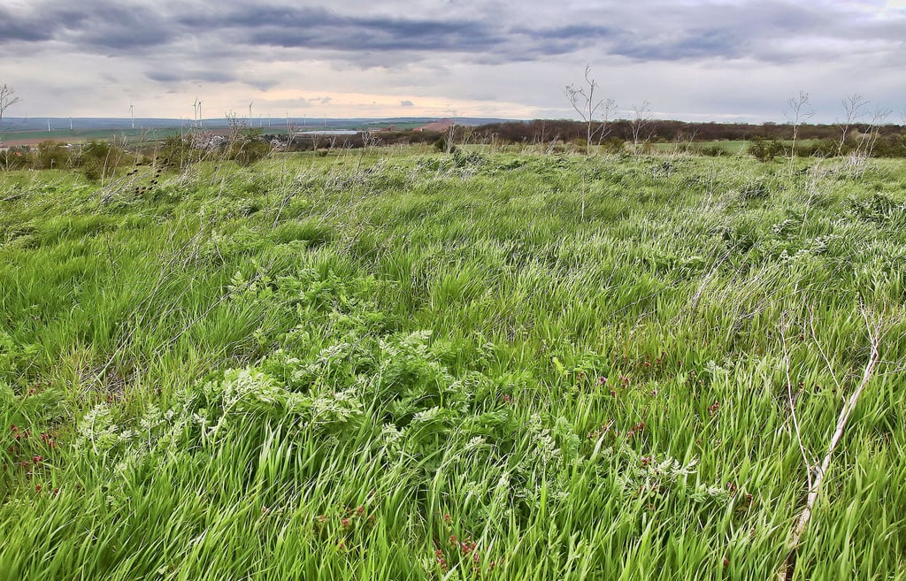 Um dieses Areal oberhalb von Allstedt am Weg zu den Kirschlöchern geht es beim Sondergebiet Photovoltaik an der Pfennigchaussee.