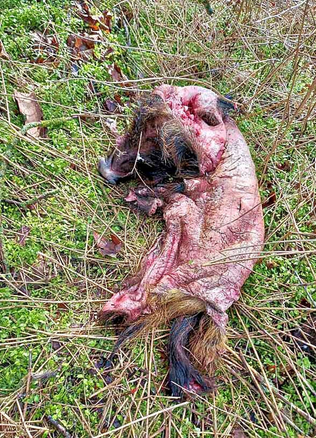 Der Kadaver der Schwarzwilddecke