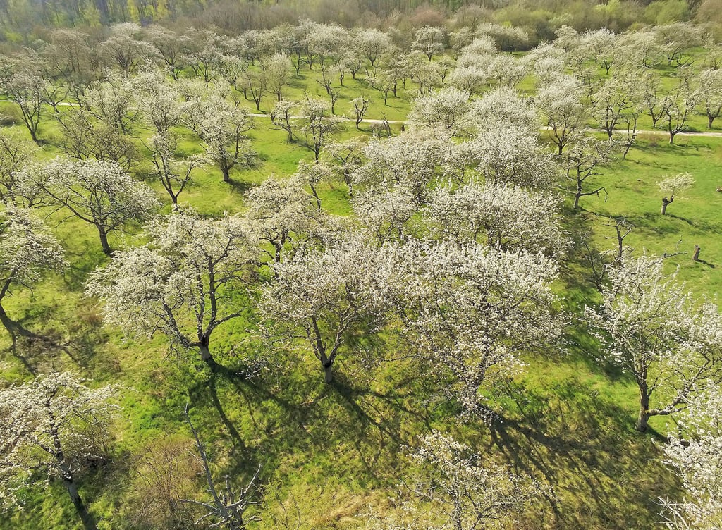 Eine Streuobstwiese mit Kirschbäumen in der Goldenen Aue zwischen Tilleda und Kelbra.