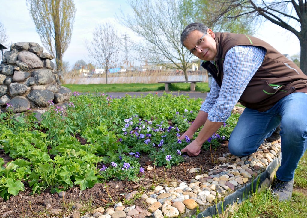 Lars Langenberg hat den Springbrunnen in Alsleben unter anderem mit Mini-Petunien bepflanzt.