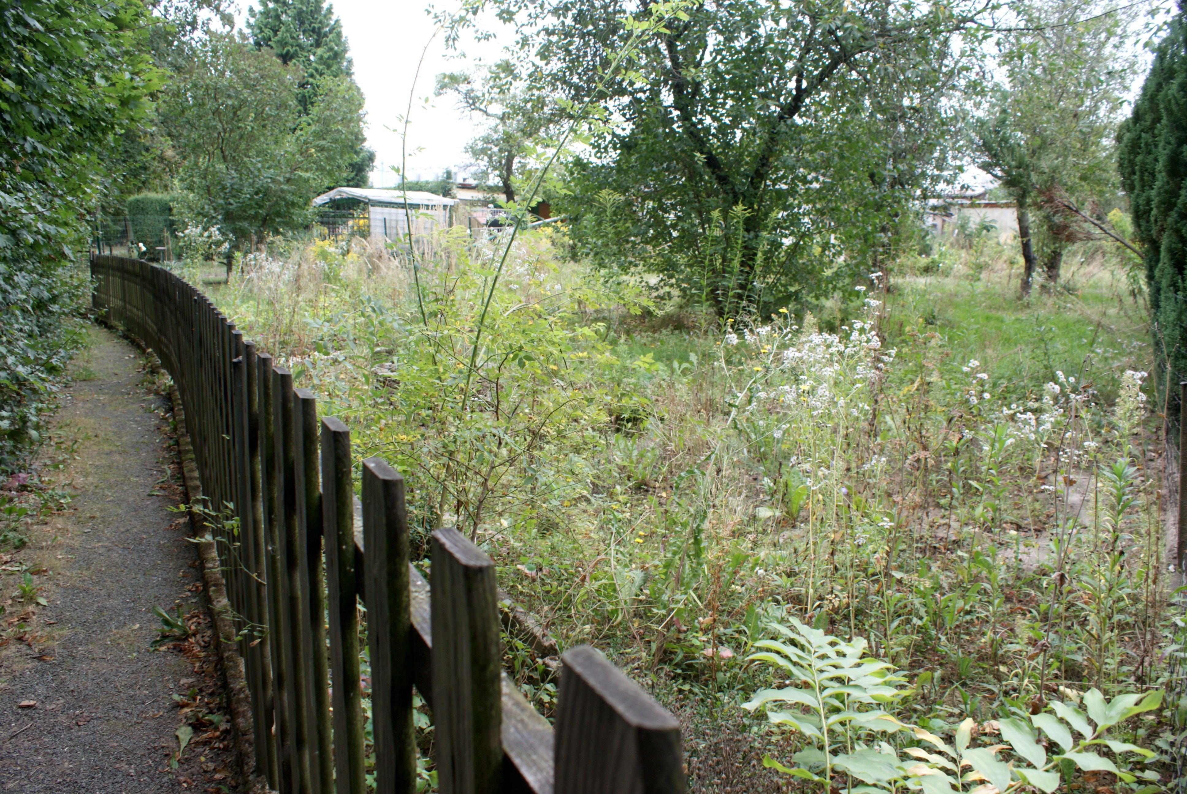 Warum eine Gartenanlage in Zeitz artenreiches Grünland wird