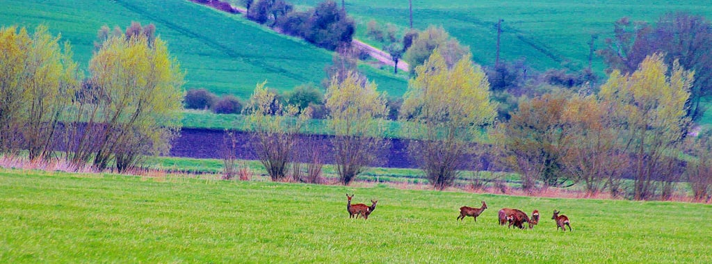 Im Großen Bruch kein seltenes Bild: Rehe grasen zwischen Veltheim und Roklum auf einer der Wiesen. Werden sie gemäht, kann das insbesondere für Rehkitze zur tödlichen Gefahr werden.