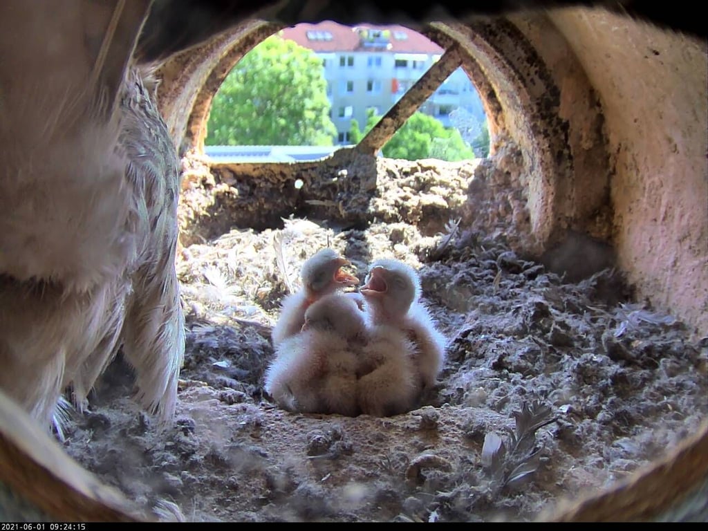 Jungtiere von Turmfalken sitzen in ihrem Nest unter dem Dach des Thüringer Umweltministeriums.