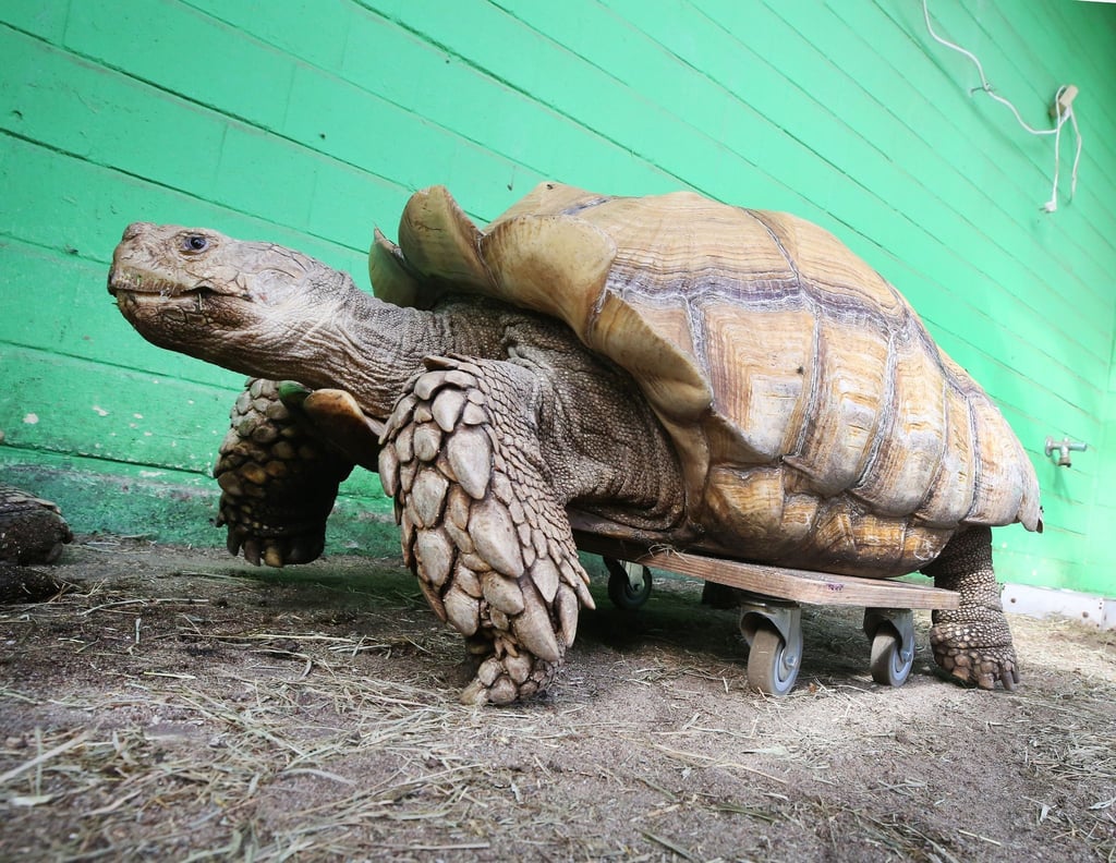 Das rund 100 Kilogramm schwere Schildkrötenmännchen Helmuth bewegt sich auf seinem Rollbrett durch das Gehege im Gelsenkirchener Zoo.