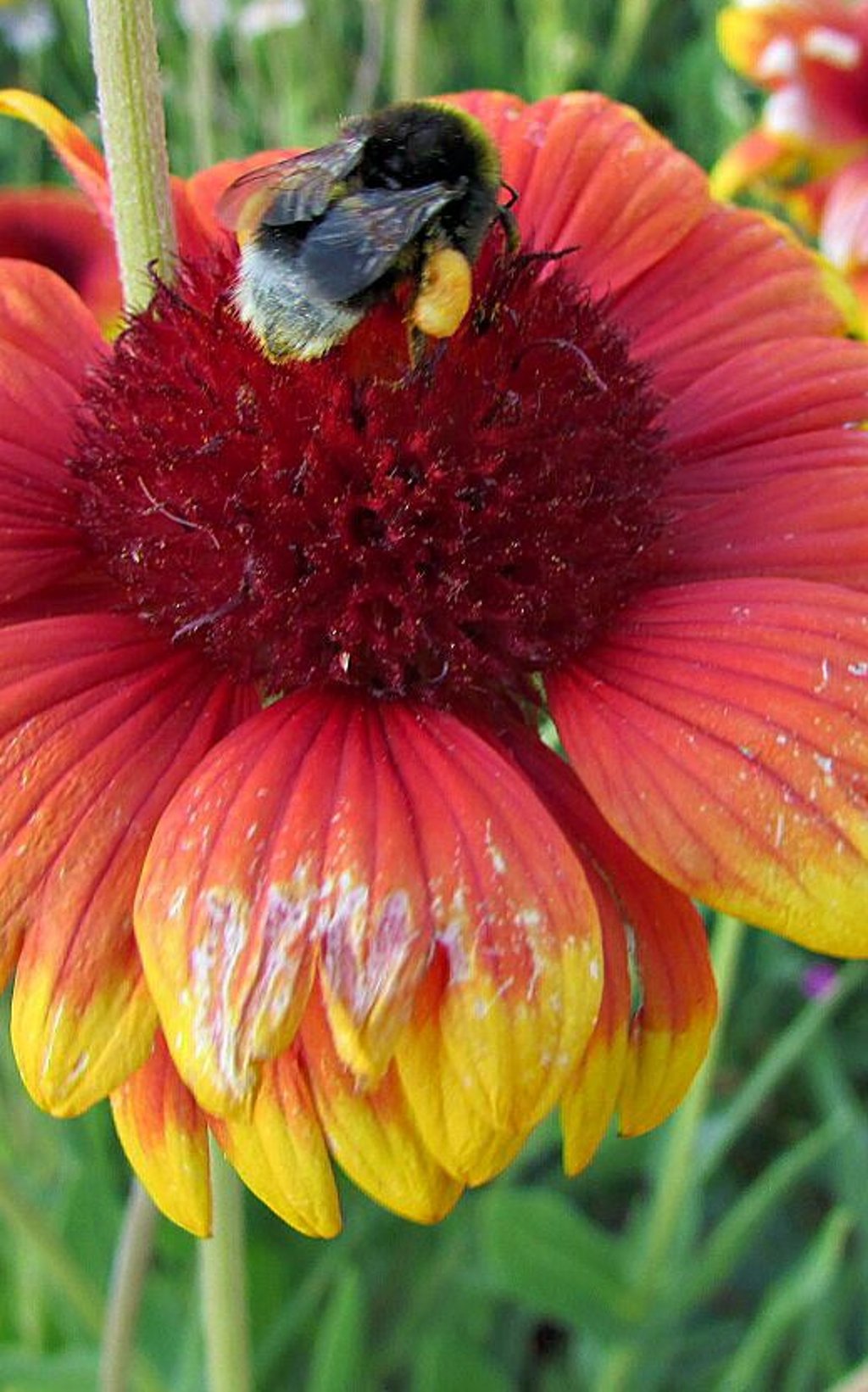 Ein Paradies ist der Knüppelsberg, wie allein diese mit Pollentracht bestückte Hummel auf einem Sonnenhut vermuten lässt.
